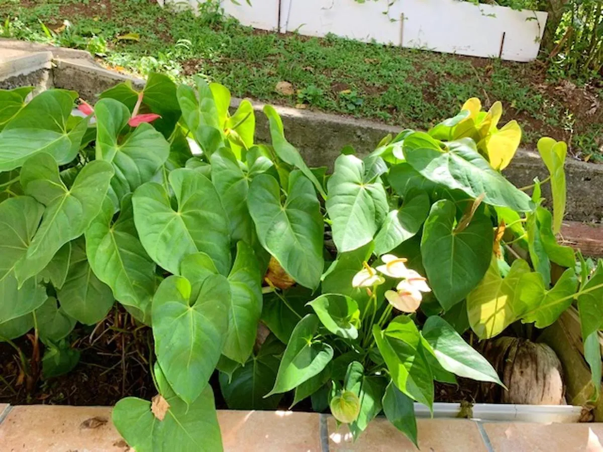 Casa de Férias Charmante Maison A Riviere-Salee Avec Jardin Privatif